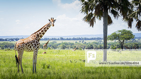 'Giraffe (Giraffa camelopardalis)  Murchison Falls National Park; Uganda'