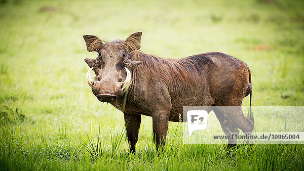 'Warthog (Phacochoerus)  Murchison Falls National Park; Uganda'
