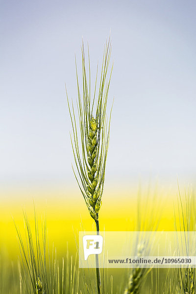 'Close up of a green wheat head with the yellow colour of a flowering canola field in the background and blue sky; Acme  Alberta  Canada'