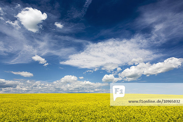 Blühendes Rapsfeld mit Wolken und blauem Himmel; Alberta  Kanada'.