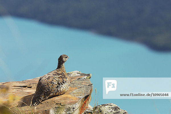 Moorschneehuhn auf einem Felsen über dem Eklutna-See  Süd-Zentral-Alaska  Sommer