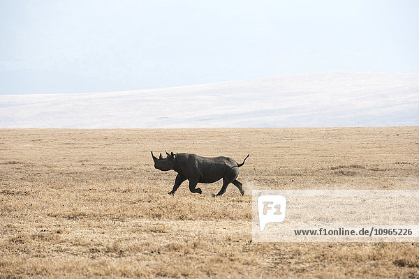 Spitzmaulnashorn (Diceros bicornis) läuft durch die trockene  staubige Savanne  Ngorongoro-Krater; Tansania