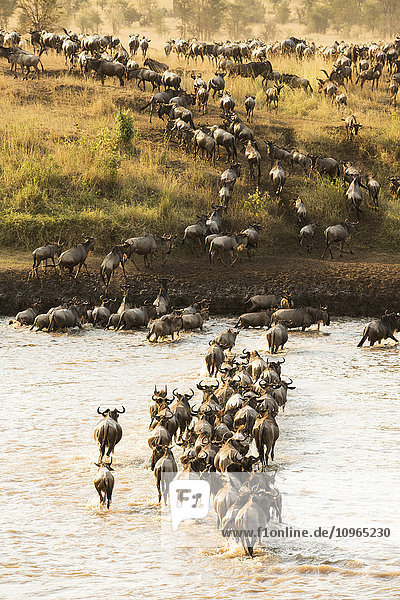 'Large group of Wildebeest (Connochaetes taurinus) surges across the flooded Mara River in Serengeti National Park; Tanzania'