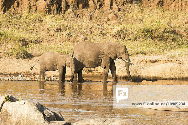 'Female Elephant (Loxodonta africana) and calf on banks of the Mara River in Serengeti National Park; Tanzania'