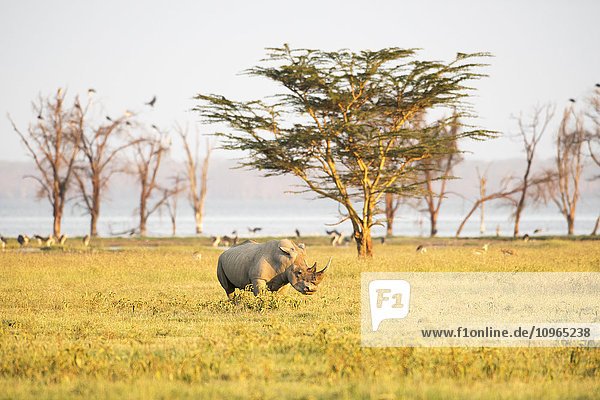 'White Rhinoceros (Ceratotherium simum) grazes in open savannah Lake Nakuru National Park; Kenya'