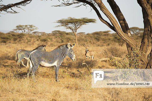 'Grevy's Zebras (Equus grevyi) with Beisa Oryx in the background in the dry season savannah Samburu National Reserve; Kenya'