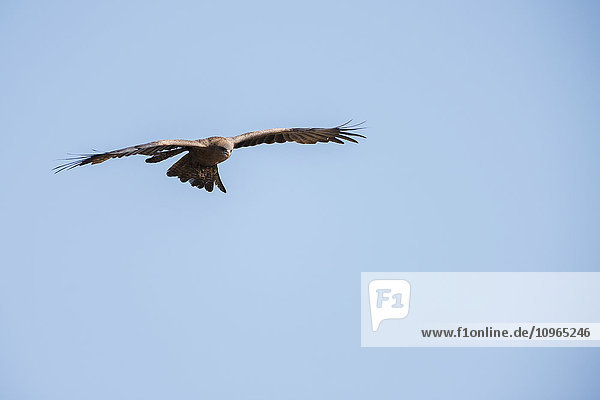 'Yellow-billed Kite (Milvus parasiticus) hovering Ngorongoro Crater; Tanzania'