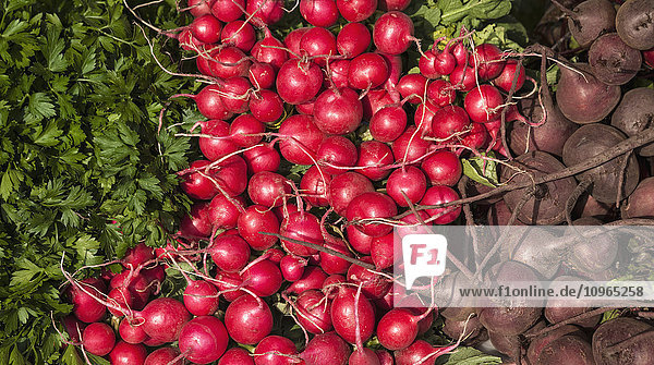 Petersilie  rote Radieschen und Rüben auf dem Bauernmarkt; Rochester  Minnesota  Vereinigte Staaten von Amerika'.