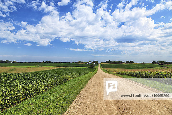 'Dirt county road through soybean and corn crops; Richmond  Minnesota  United States of America'