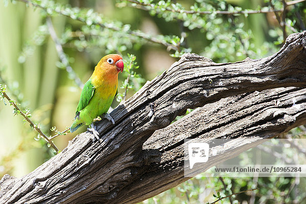 'Fischer's Lovebird (Agapornis fischeri) perched on dead branch Ngorongoro Crater Conservation Area; Tanzania'