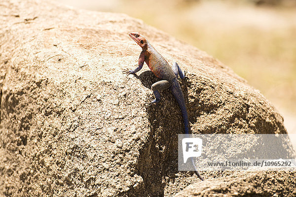 'Colourful male Rock Agama (Agama agama) lizard perched on rock  Serengeti National Park; Tanzania'