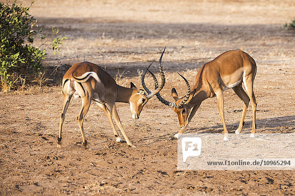 'Two male Impalas (Aepyceros melampus) sparring Samburu National Reserve; Kenya'