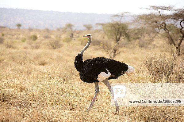 'Male Somali Ostrich (Struthio molybdophanes) in breeding plumage Samburu National Reserve; Kenya'