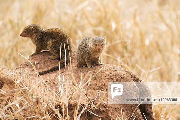 'Pair of Dwarf Mongoose (Helogale parvula) on termite mound Tarangire National Park; Tanzania'