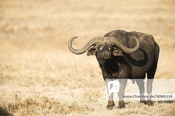 'Large Cape Buffalo (Syncerus caffer) bull standing in dry grass Ngorongoro Crater; Tanzania'