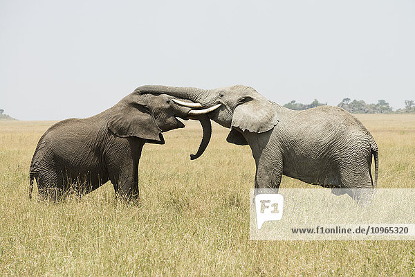 Junger Afrikanischer Elefantenbulle (Loxodonta africana) beim Sparring mit ineinander verschlungenen Rüsseln und Stoßzähnen  Serengeti-Nationalpark; Tansania'.