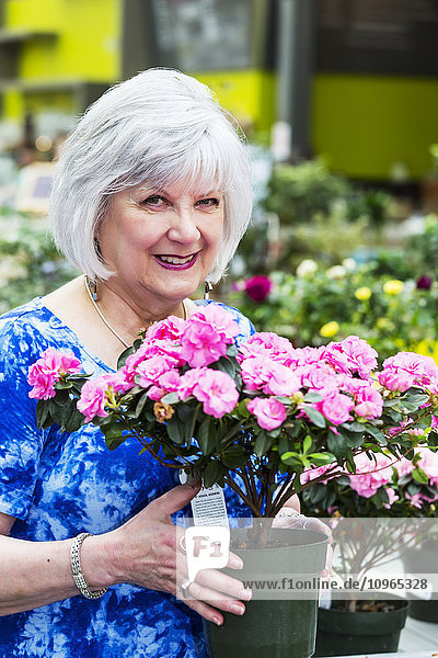 Ältere Frau  die in einem Gartencenter in einem Einkaufskomplex Pflanzen einkauft; St. Albert  Alberta  Kanada'.