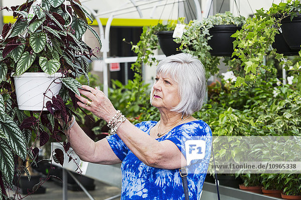 Ältere Frau beim Einkaufen von Pflanzen in einem Gartencenter in einem Einkaufskomplex; St. Albert  Alberta  Kanada'.