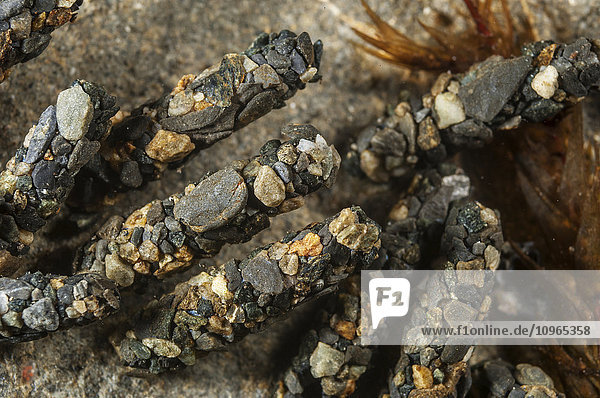 Cadiisfly-Larven (Insektenordnung Trichoptera) an einem Felsen  Süd-Zentral-Alaska  Winter