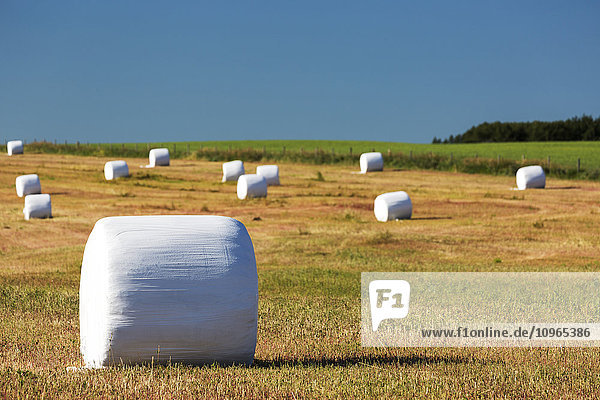 Große runde Heuballen  bedeckt mit weißem Plastik in einem gemähten Feld mit blauem Himmel; Alberta  Kanada'.
