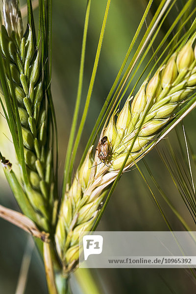 'Close up of barley beetle on unripe barley head; Acme  Alberta  Canada'