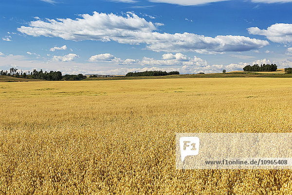 Goldenes reifes Haferfeld mit blauem Himmel und Wolken; Alberta  Kanada'.