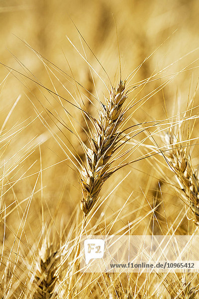 Nahaufnahme eines goldenen reifen Weizenkopfes in einem goldenen Feld; Alberta  Kanada'.