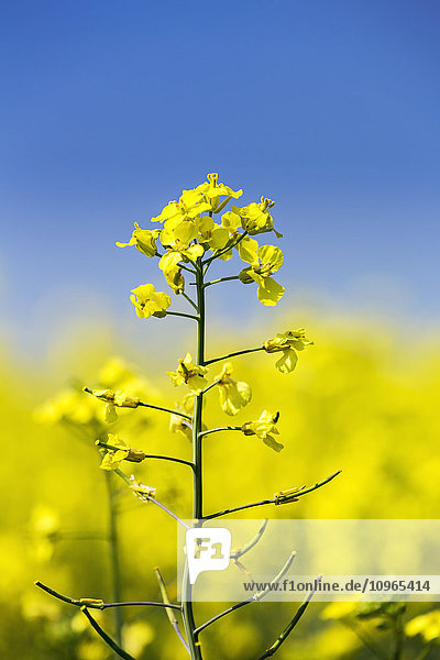 Nahaufnahme einer blühenden Rapspflanze vor blauem Himmel; Acme  Alberta  Kanada'.