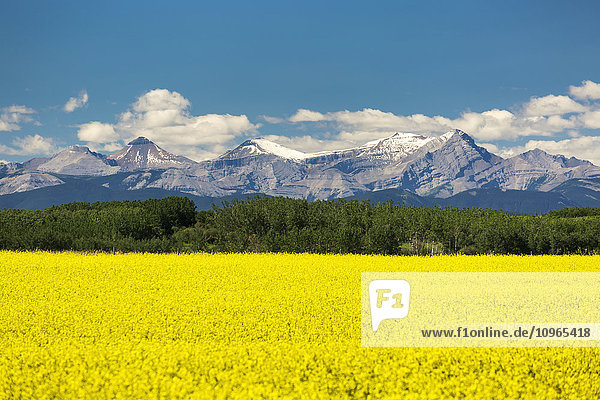 Blühendes Rapsfeld  eingerahmt von Bäumen und Gebirgszügen im Hintergrund mit blauem Himmel und Wolken; Alberta  Kanada'.