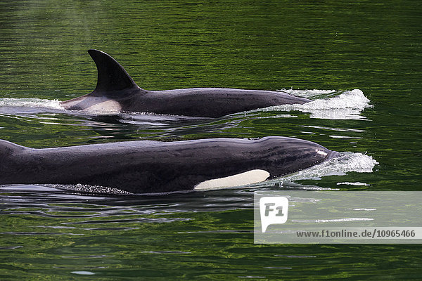 Zwei Killerwale (Orcinus orca) schwimmen durch den Kanal; Kodiak, Alaska, Vereinigte Staaten von Amerika'.