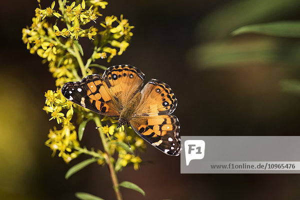 Painted Lady Butterfly (Cynthia) ernährt sich von Goldrute; Tahlequah  Oklahoma  Vereinigte Staaten von Amerika'.