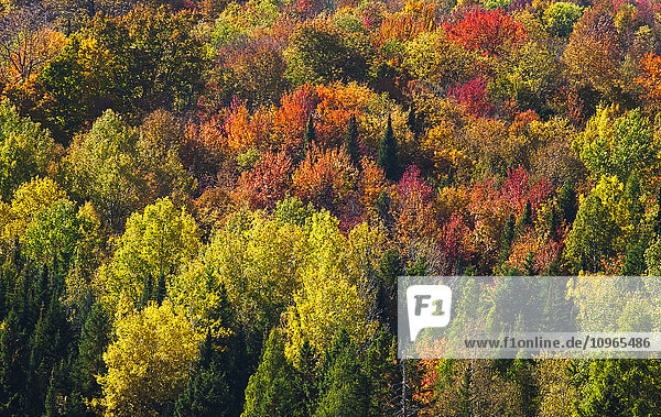 Wald in Herbstfarben; West Bolton  Quebec  Kanada'.
