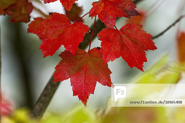 Ahornblätter zeigen ihre Herbstfärbung; Astoria  Oregon  Vereinigte Staaten von Amerika'.