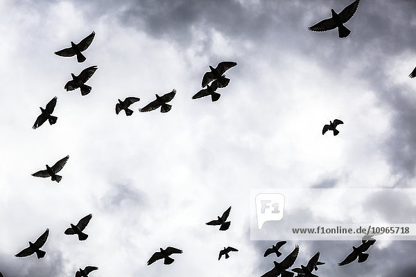 'Low angle view of silhouetted flock of birds flying against a cloudy sky; Thessaloniki  Greece'