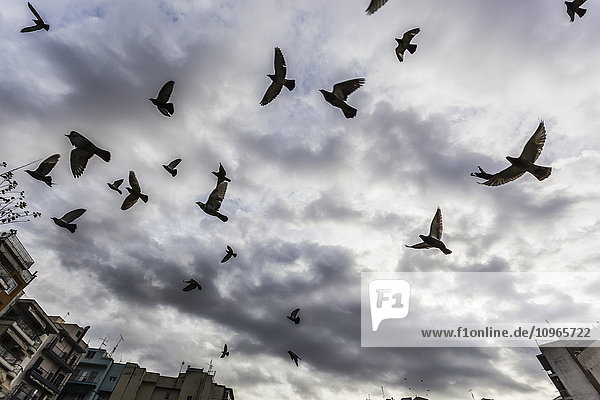 Silhouettierter Vogelschwarm  der gegen einen bewölkten Himmel fliegt; Thessaloniki  Griechenland'.