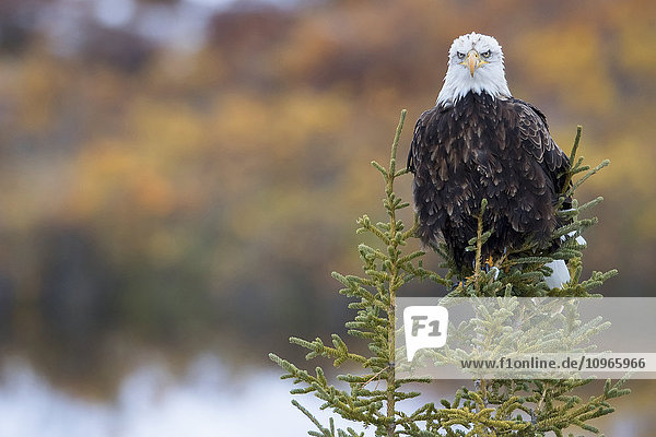 'Bald Eagle (Haliaeetus leucocephalus) sitting on a tree along the Dempster Highway; Yukon Canada'