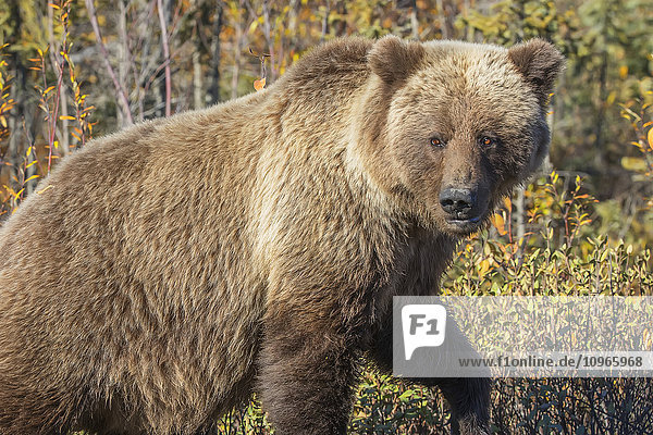 'Grizzly Bear (Ursus arctos) in autumn foliage along the Dempster Highway; Yukon Canada'