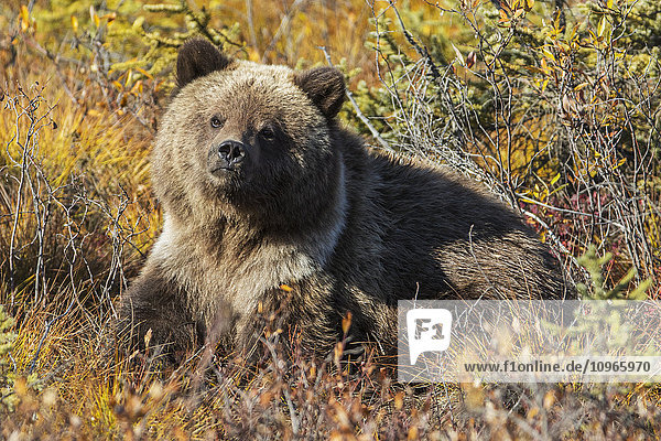 Grizzlybär (Ursus arctos) im Herbstlaub entlang des Dempster Highway; Yukon  Kanada'.