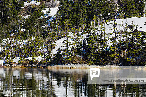 'Snow and evergreen trees at the water's edge  Prince William Sound; Alaska  United States of America'
