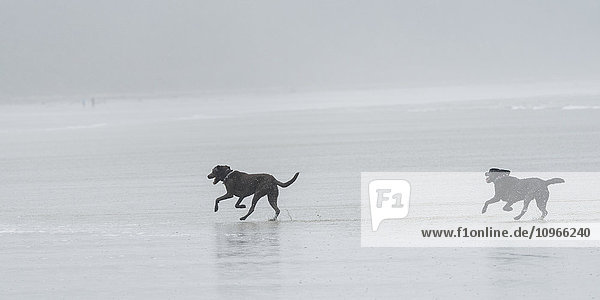 Two black dogs running on a wet beach in the fog