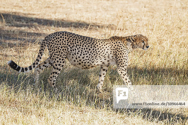 'A heavily pregnant cheetah (Acinonyx jubatus) is prowling in the shade of a tree  looking for prey in the distance; Narok  Kenya'