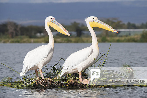 Zwei Pelikane mit gelben Schnäbeln  weißen Federn und rosafarbenen Beinen sitzen auf einer kleinen schwimmenden Insel aus Schilf  beide mit Blick nach rechts  ein See und eine größere Insel mit Büschen und Bäumen im Hintergrund; Kenia'.