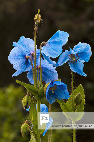 Blauer Mohn blüht im Garten von Kodiak  Alaska
