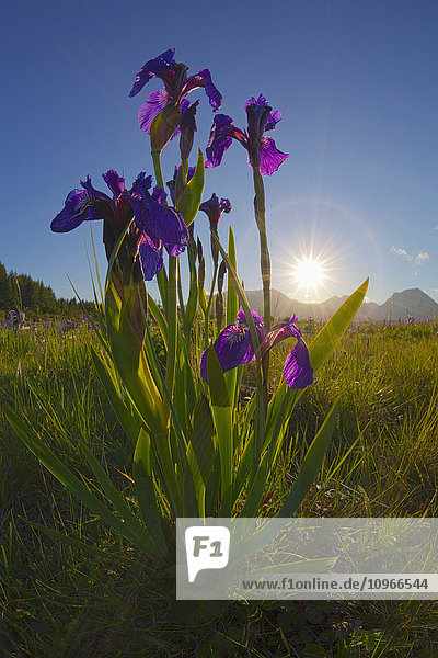Sunburst shines through clump of wild iris  Pasagshak  Kodiak  Alaska  summer.