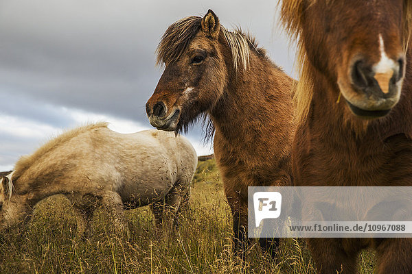 'Icelandic horses; Iceland'
