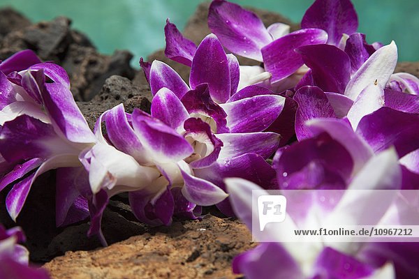 Ein lila Orchideenblüten-Lei auf Lavafelsen mit blauem Wasser; Kihei  Maui  Hawaii  Vereinigte Staaten von Amerika'.