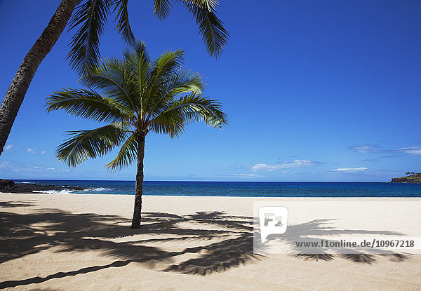 Eine Palme am sonnigen und leeren Hulopoe Beach; Lanai  Hawaii  Vereinigte Staaten von Amerika'.
