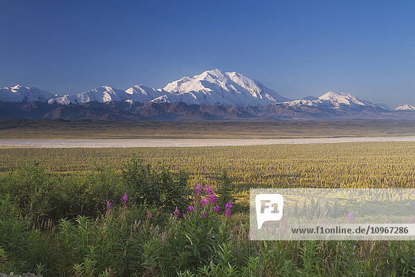 View of Denali in early morning sun with fireweed in the foreground  Denali National Park and Preserve  Interior Alaska  Summer.
