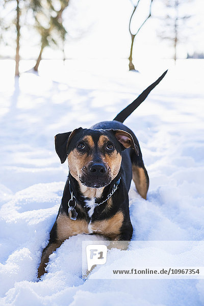 'A puppy plays in the snow  Parkland County; Alberta  Canada'