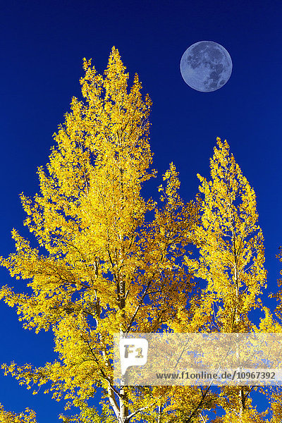 Helle  farbenfrohe Espenbäume im Herbst mit großem Vollmond und blauem Himmel; Calgary  Alberta  Kanada'.